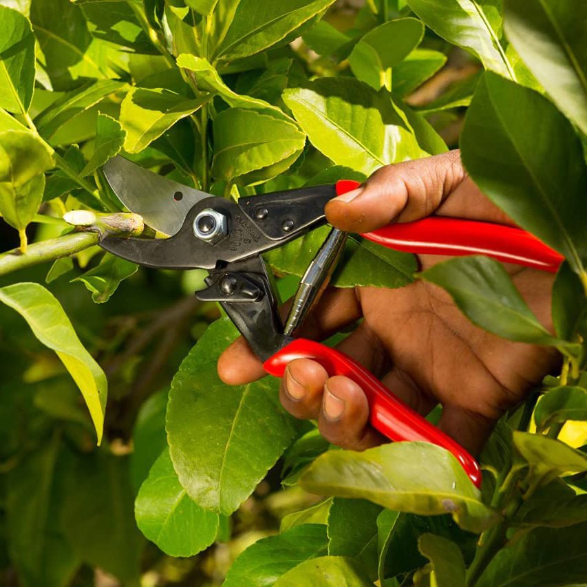 Felco F5 Economy Pruning Shears - Greenhouse Megastore