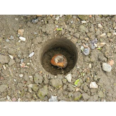 Garland Heavy Duty Bulb Planter - Greenhouse Megastore