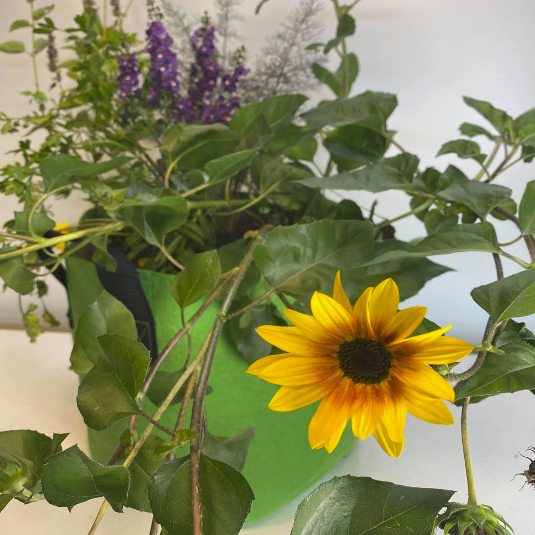 GrowBag Garden Lab - Pollinator - REPLENISH Kit