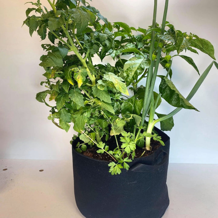 GrowBag Garden Lab - Salsa - Greenhouse Megastore