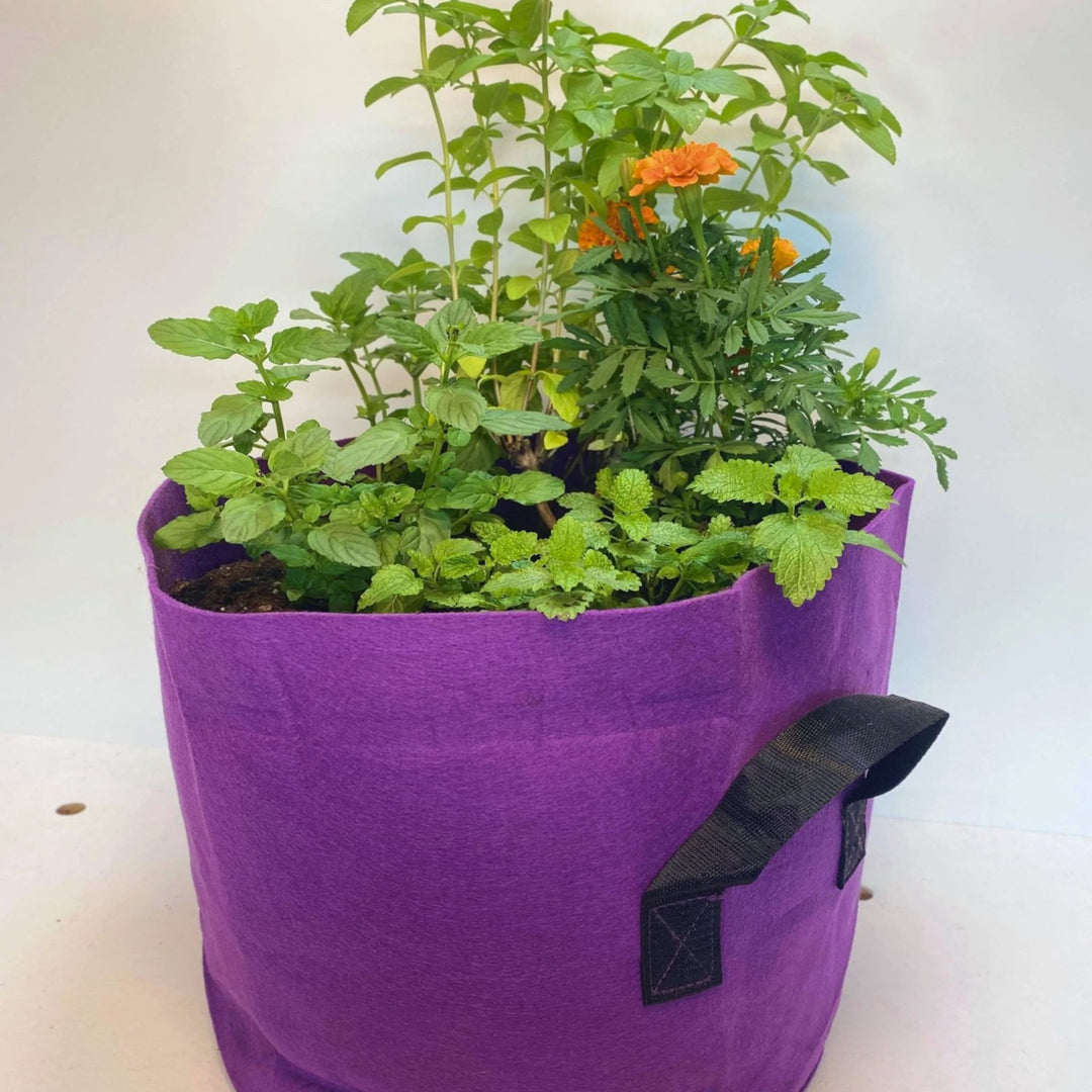 can you grow a tea plant from a tea bag GrowBag Garden Lab