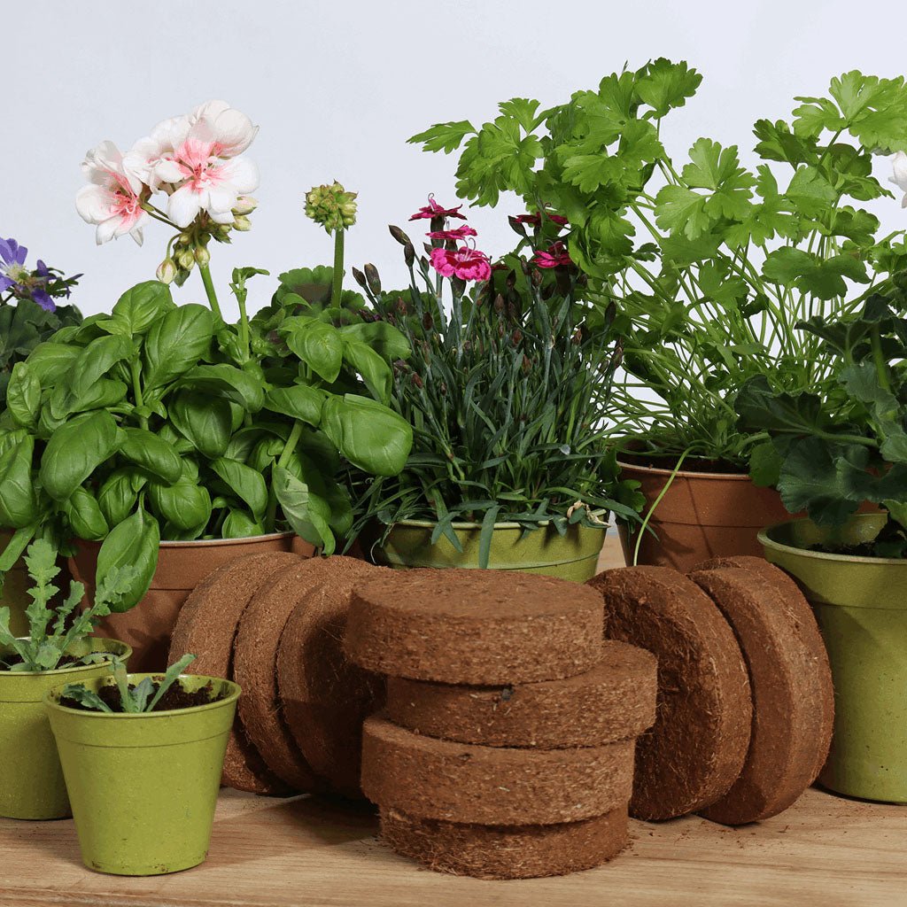 GrowLite Coir Discs 10 pack - Greenhouse Megastore