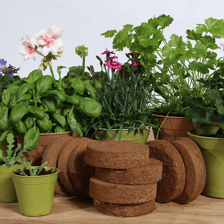 GrowLite Coir Discs 10 pack - Greenhouse Megastore