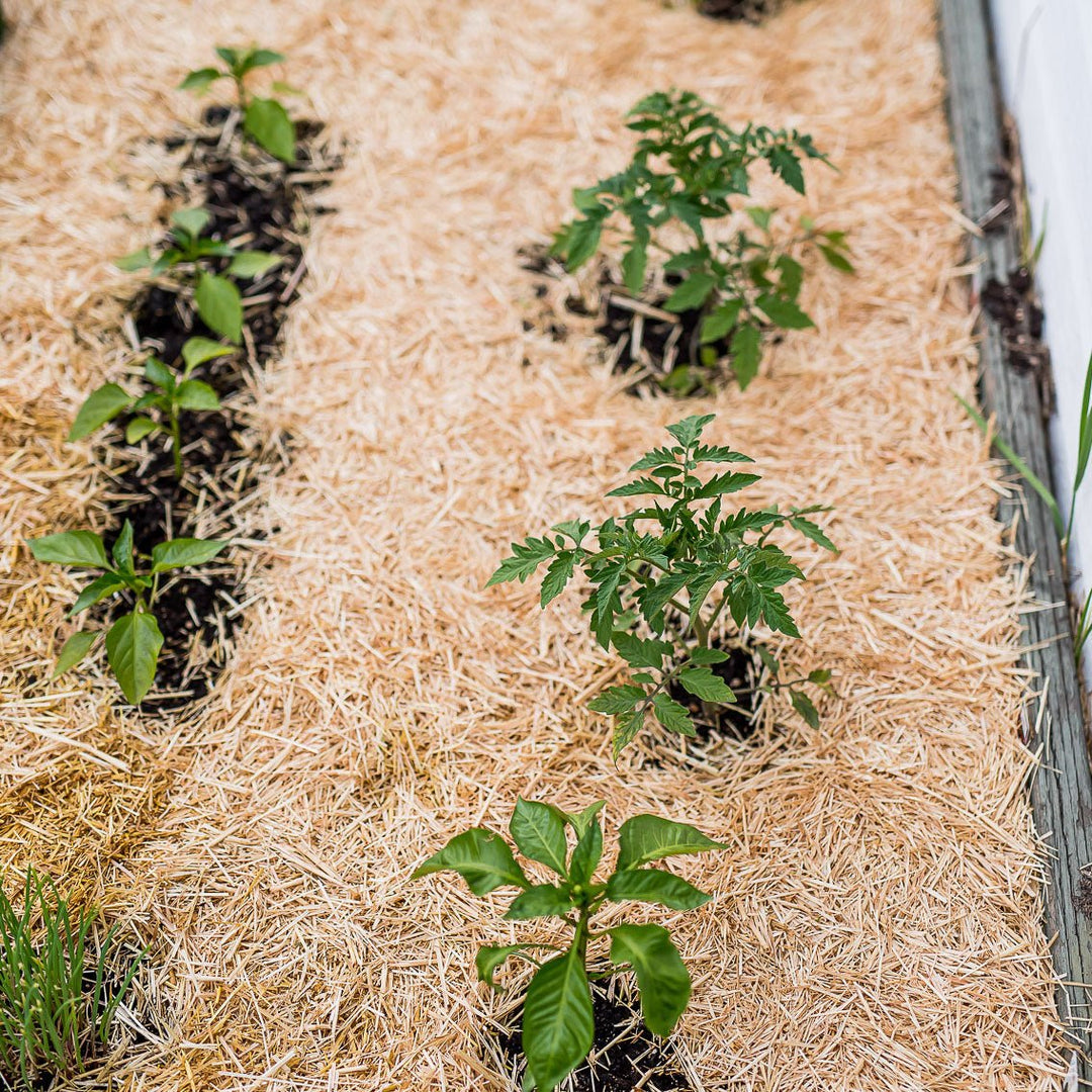 HealthiStraw™ GardenStraw™ Wheat Straw Mulch - Greenhouse Megastore