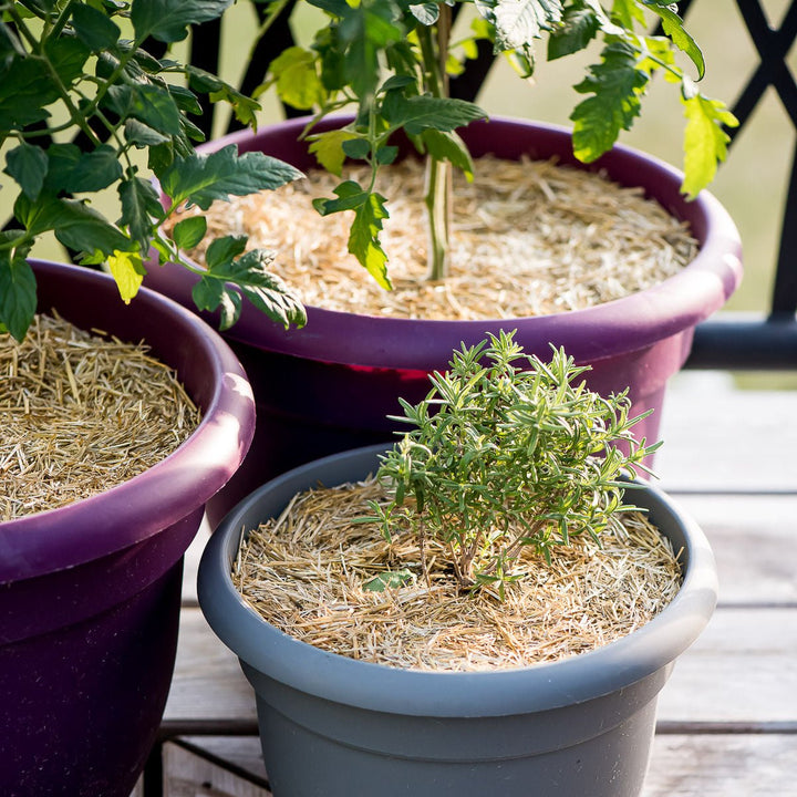 HealthiStraw™ GardenStraw™ Wheat Straw Mulch - Greenhouse Megastore