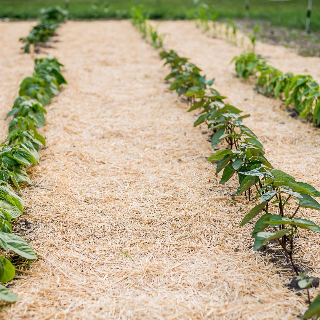 HealthiStraw™ GardenStraw™ Wheat Straw Mulch - Greenhouse Megastore