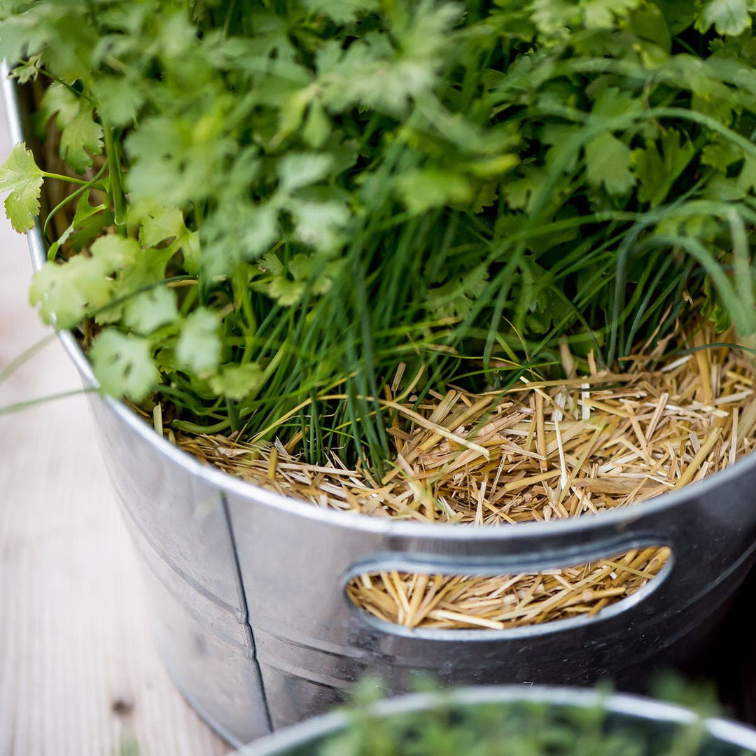 HealthiStraw™ GardenStraw™ Wheat Straw Mulch - Greenhouse Megastore