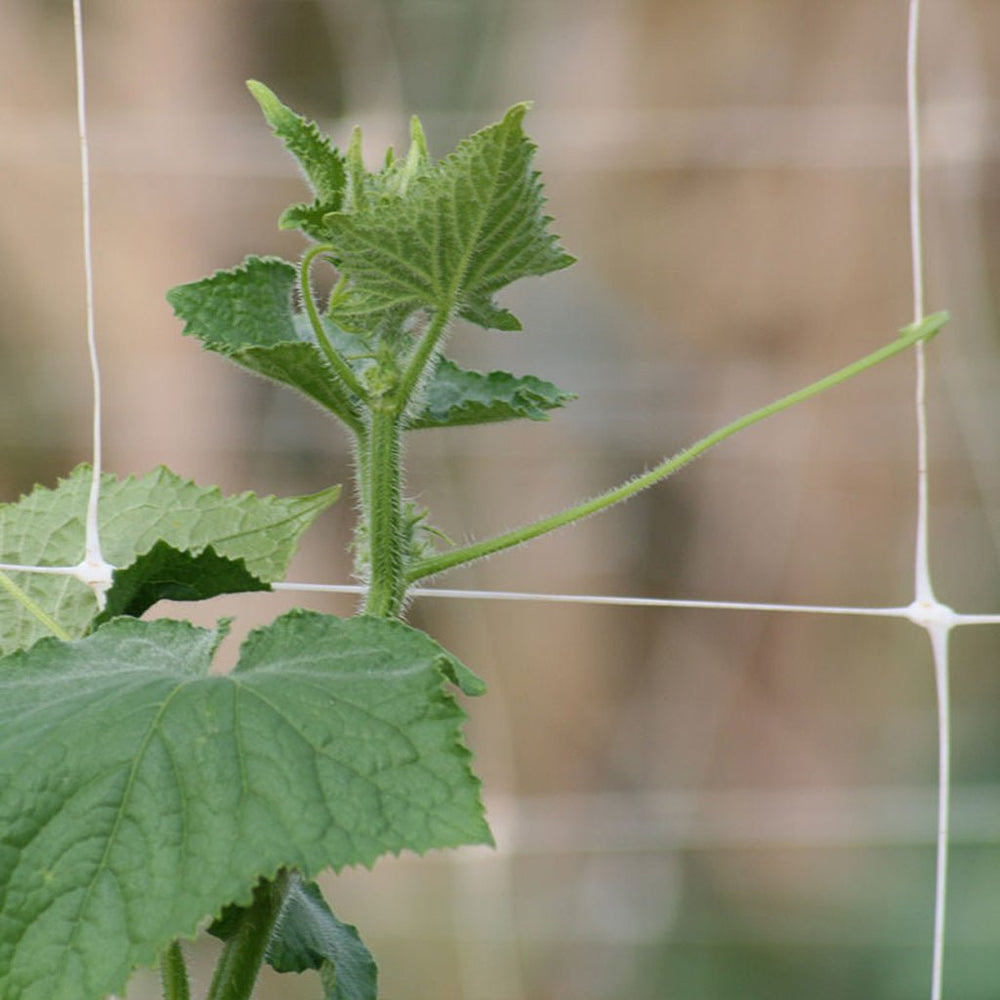 Hortonova Crop Support Trellis - Greenhouse Megastore