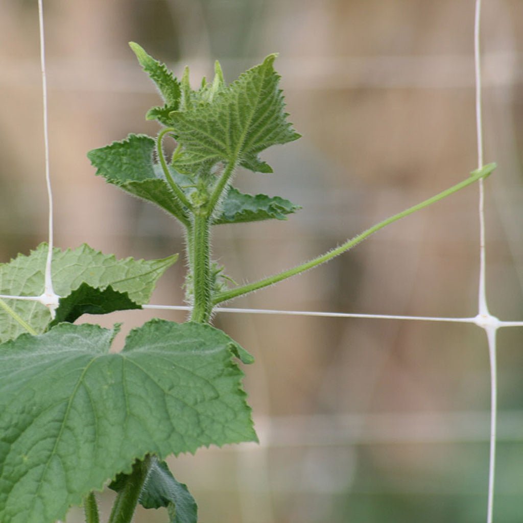 Hortonova Crop Support Trellis - Greenhouse Megastore