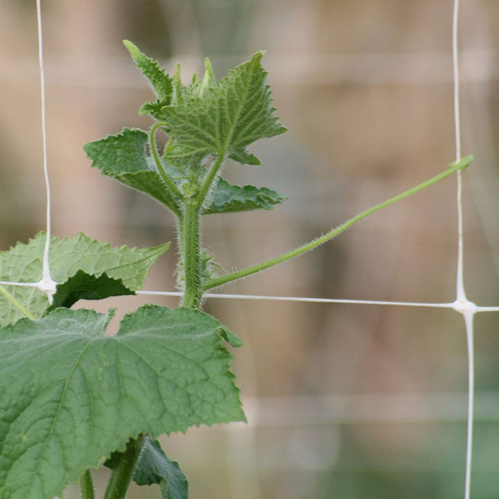 Hortonova Crop Support Trellis - Greenhouse Megastore