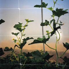Hortonova Crop Support Trellis