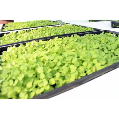 CropKing® Microgreen Rack – Greenhouse Megastore