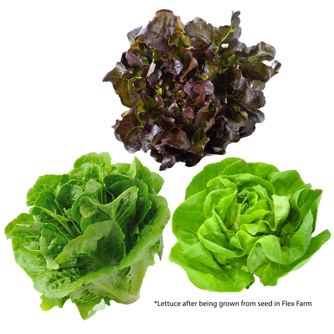 Fork Farms™ Lettuce Variety Seed Bundle