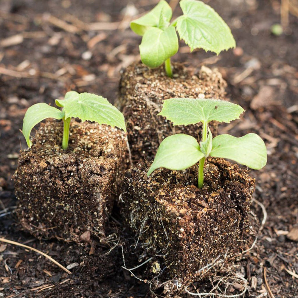 Ladbrooke Mini 4 Soil Blocker - Greenhouse Megastore