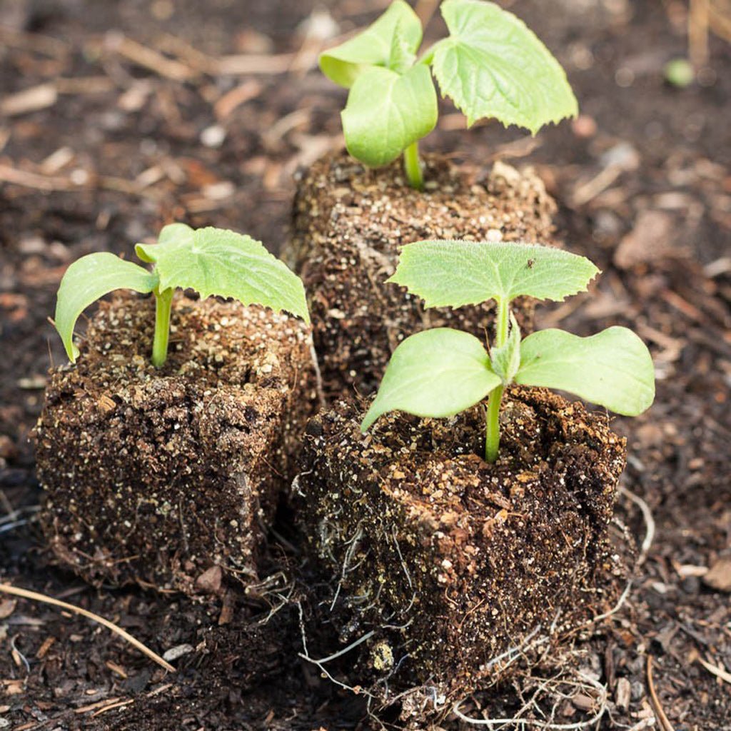 Ladbrooke Mini 4 Soil Blocker - Greenhouse Megastore