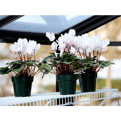 Legacy Greenhouse Kit 8 x 8 ft. with Tempered Glass Sidewalls, 6mm Polycarbonate Roof and Aluminum Frame - Greenhouse Megastore