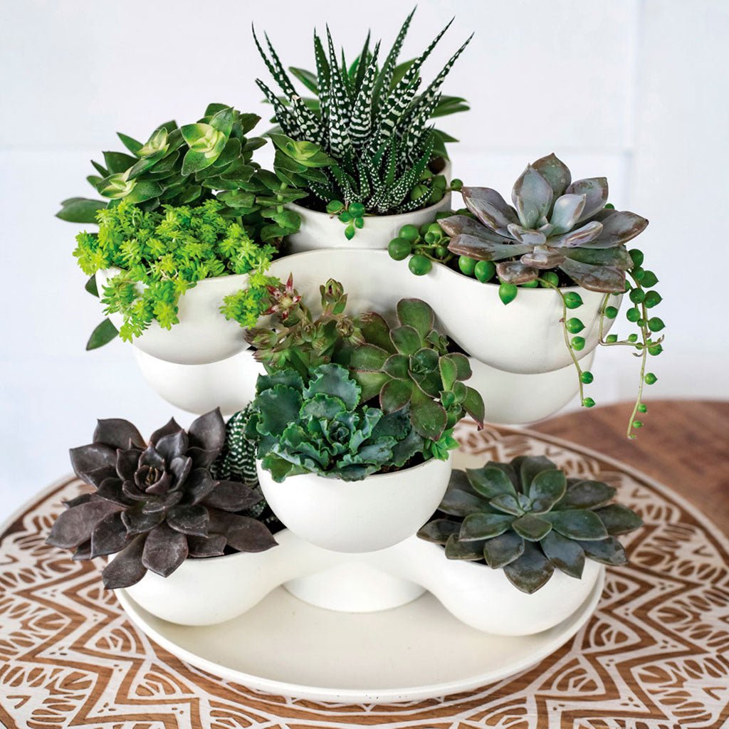 Pixie Succulent Stacking Planter - Greenhouse Megastore
