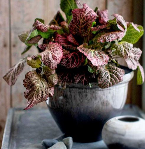 Pizzazz Round Planter - Greenhouse Megastore