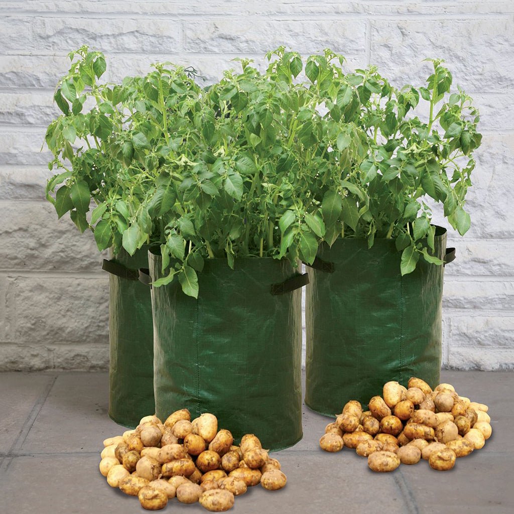 Potato 14 in. Patio Planter - Pack of 3 - Greenhouse Megastore