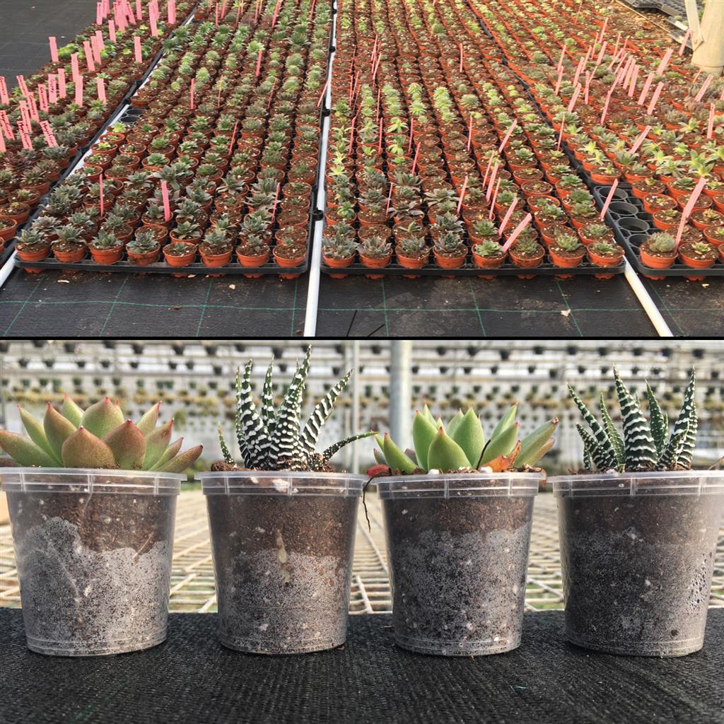 Reimann Capillary Mat - Greenhouse Megastore