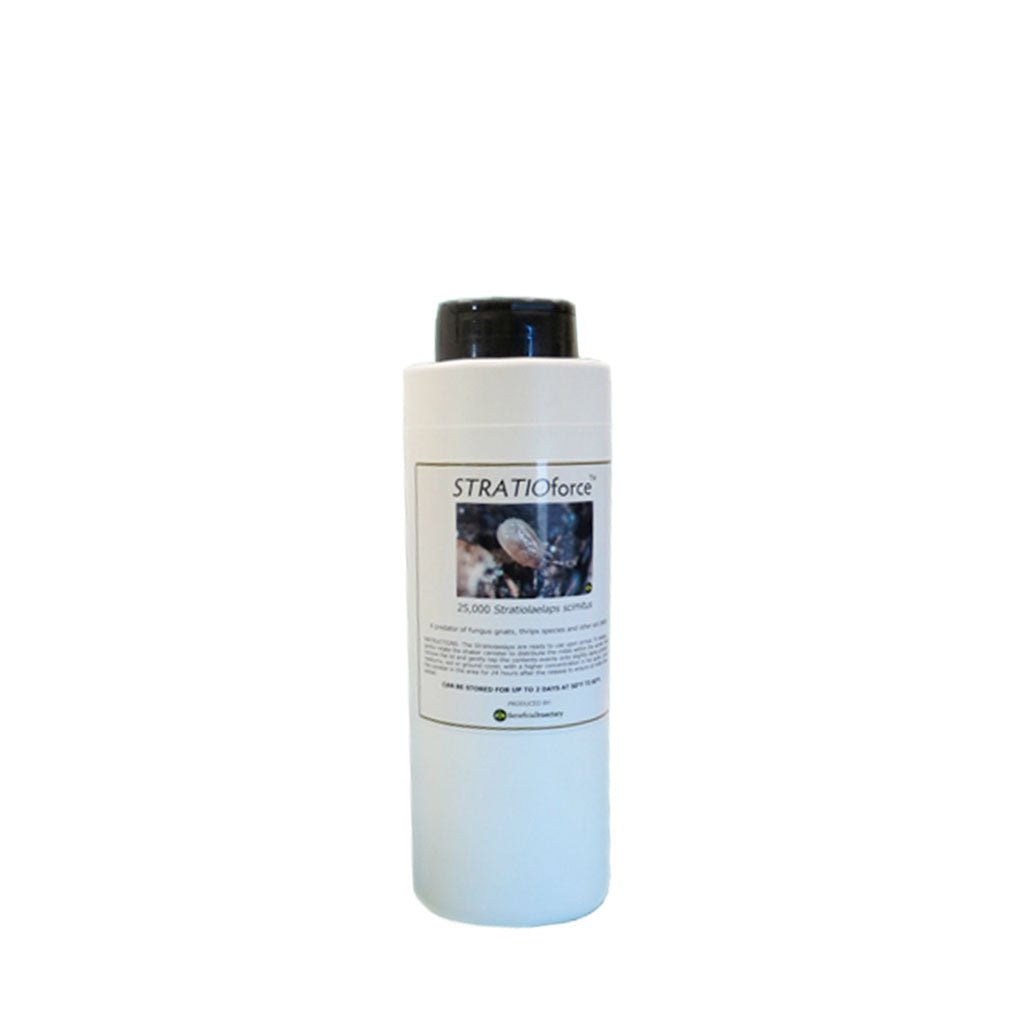 STRATIOforce™ for Gnat Control - Greenhouse Megastore