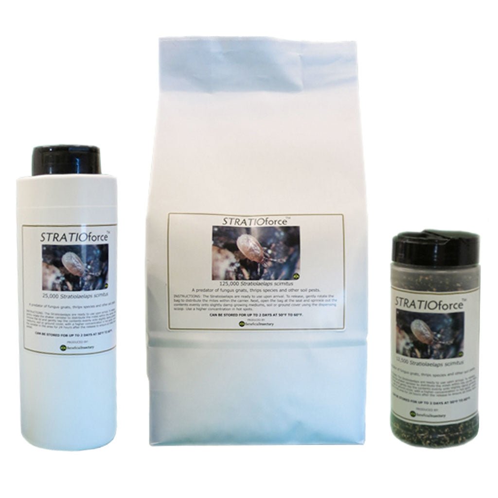 STRATIOforce™ for Gnat Control - Greenhouse Megastore