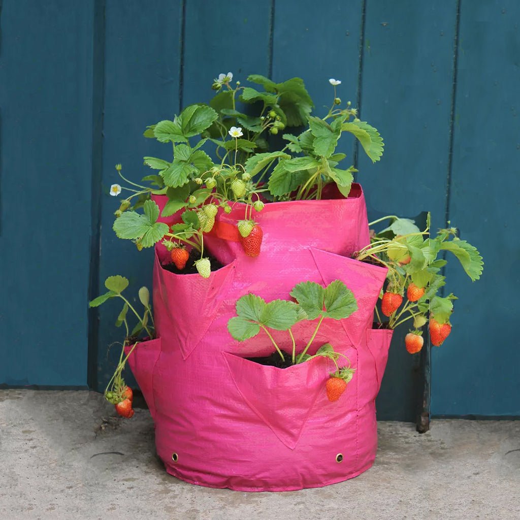 Strawberry & Herb 14 in. Patio Planter - Greenhouse Megastore