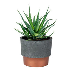 Succulent 3 in. Sprite Pot