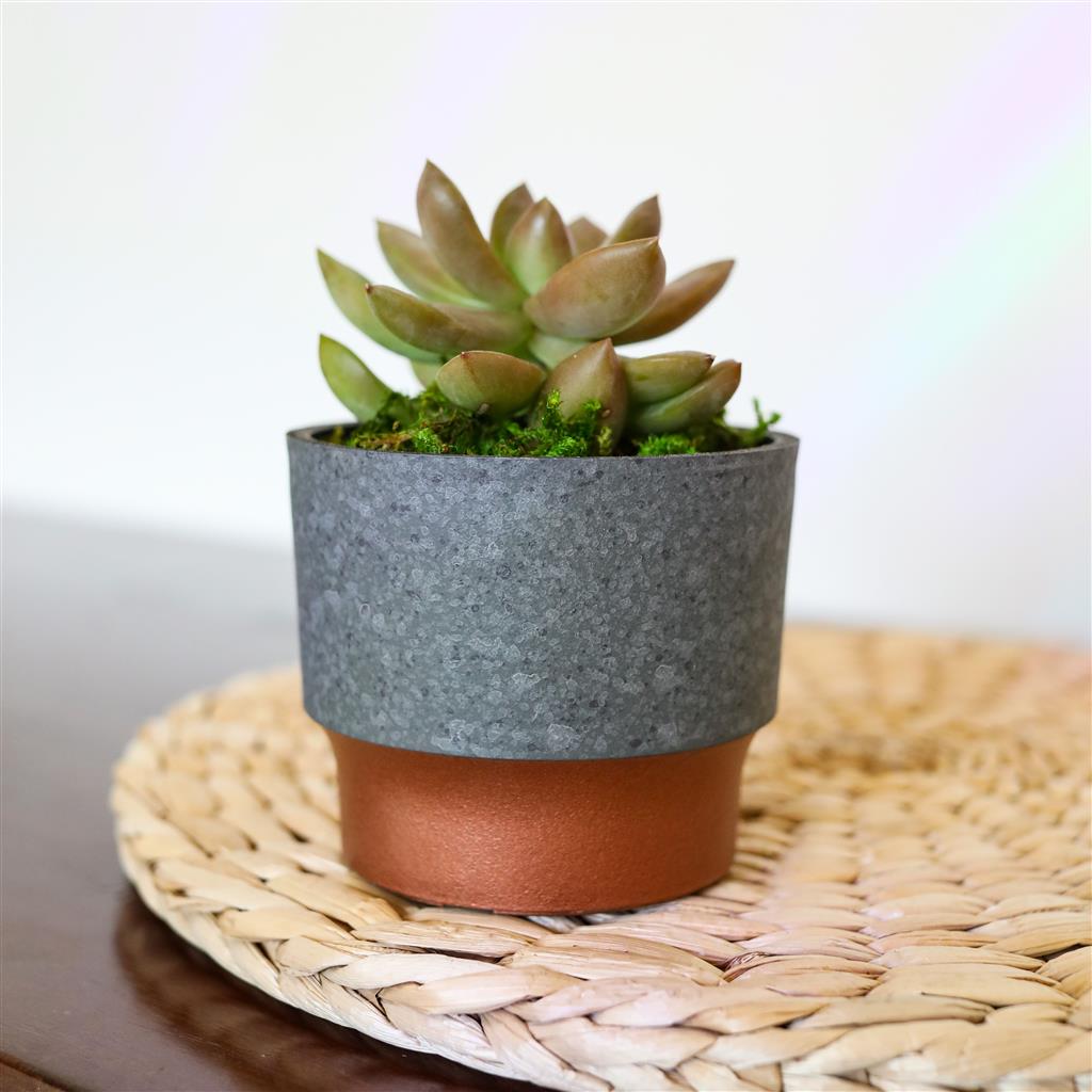 Succulent 3 in. Sprite Pot - Greenhouse Megastore