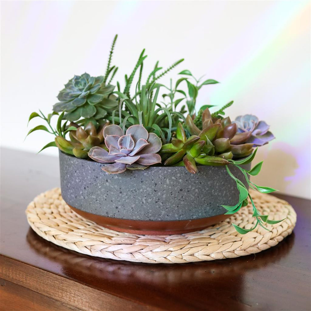Succulent 8 in. Capri Bowl Planter - Greenhouse Megastore