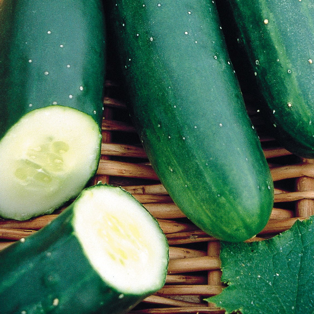 Wetsel Seed™ Cucumber Marketmore Seed - Greenhouse Megastore