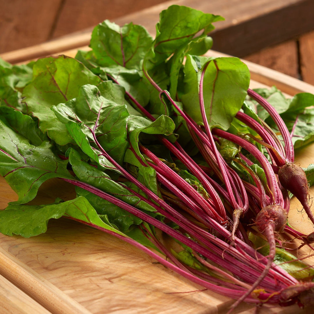 Wetsel Seed™ Microgreen Beet Bull’s Blood Seed - Greenhouse Megastore