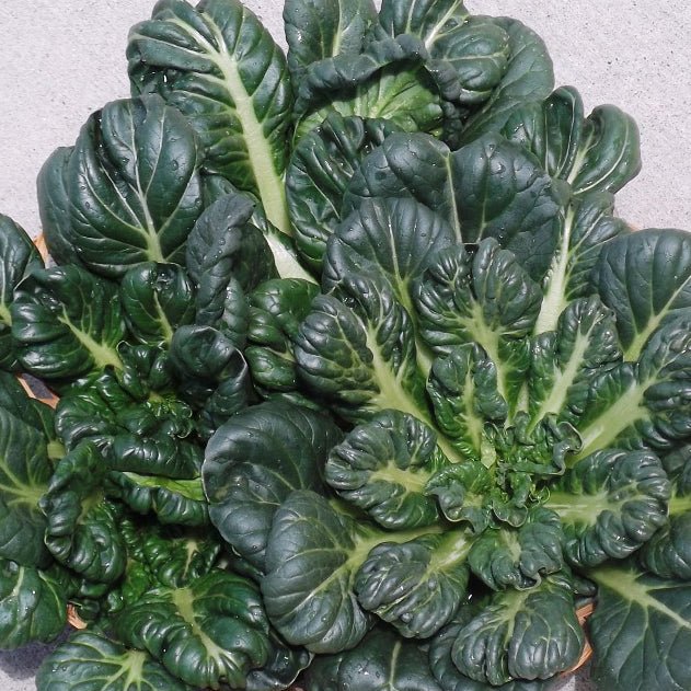 Wetsel Seed™ Microgreen Cabbage Chinese Tatsoi Seed - Greenhouse Megastore