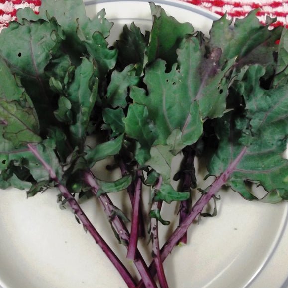 Wetsel Seed™ Microgreen Kale Red Russian Seed - Greenhouse Megastore