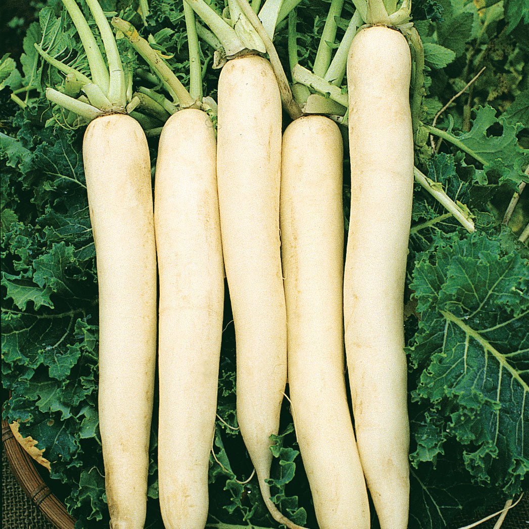 Wetsel Seed™ Microgreen Radish Daikon Seed - Greenhouse Megastore