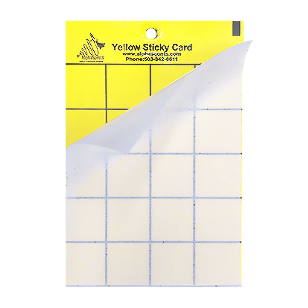 Yellow Jacket Wasp Trap and Lure - Pack of 5 - Greenhouse Megastore